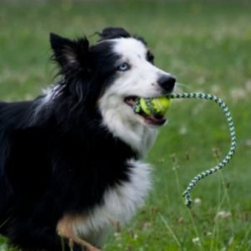 Air KONG Squeaker Ball with Rope Dog Toy