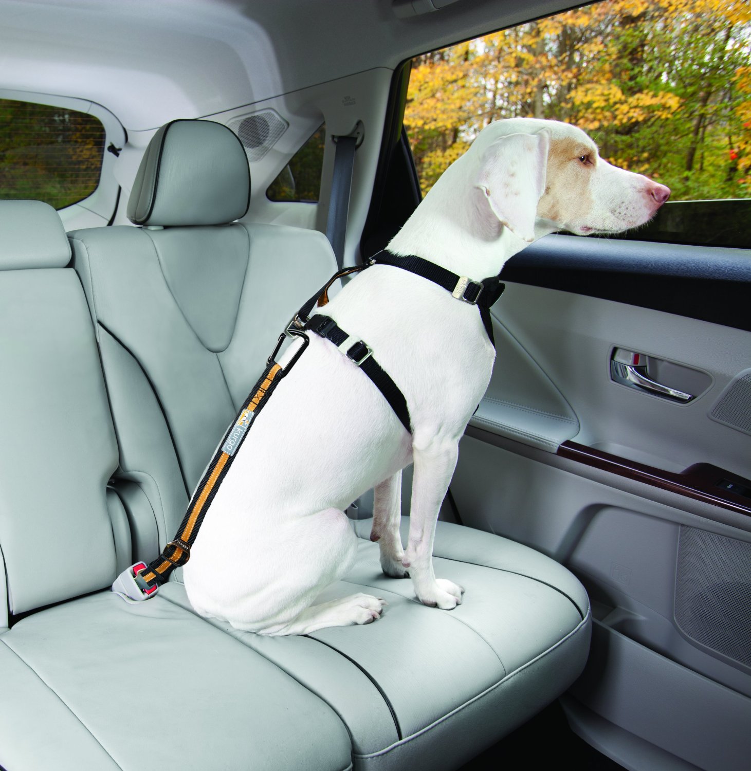 Kurgo Direct to Seatbelt Tether Car Restraint for Dogs